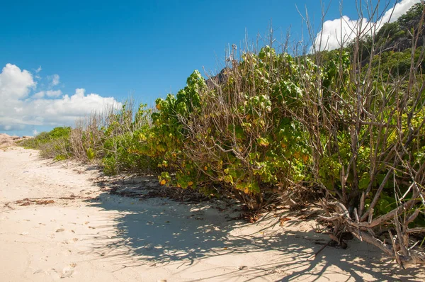 Strauch Von Scaevola Taccada Auch Bekannt Als Strandkohl Meersalat Strandnaupaka — Stockfoto