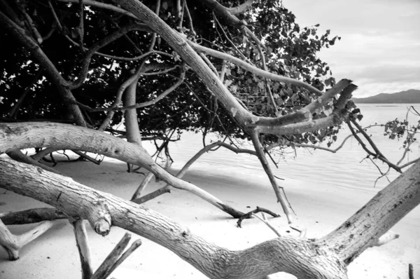 Scaevola Taccada Ağacı Gövdesi Aynı Zamanda Plaj Lahanası Deniz Marulu — Stok fotoğraf