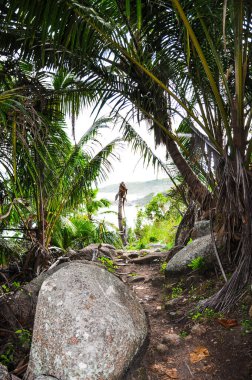 Okyanusun tropikal bitki örtüsünden manzarası