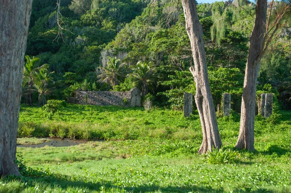 Lush Vegetation Bay Anse Cocos Digue Island Seychelles — Stock Photo, Image
