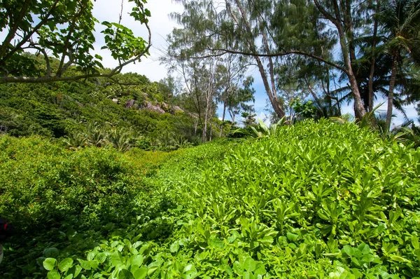 Exuberante Vegetación Bahía Anse Cocos Isla Digue Seychelles — Foto de Stock