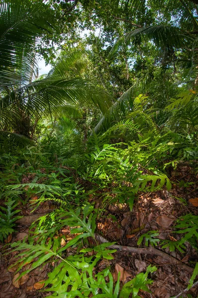 Utsikt Över Regnskogen Med Tropiska Växter — Stockfoto