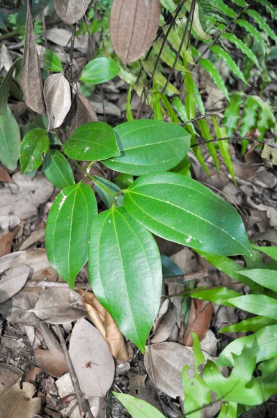 Крупный План Зеленых Тропических Листьев Корицы Cinnamomum Verum — стоковое фото