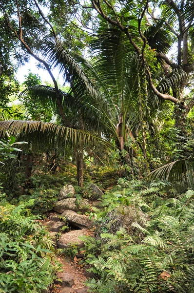 Sendero Través Selva Tropical Una Isla Tropical — Foto de Stock