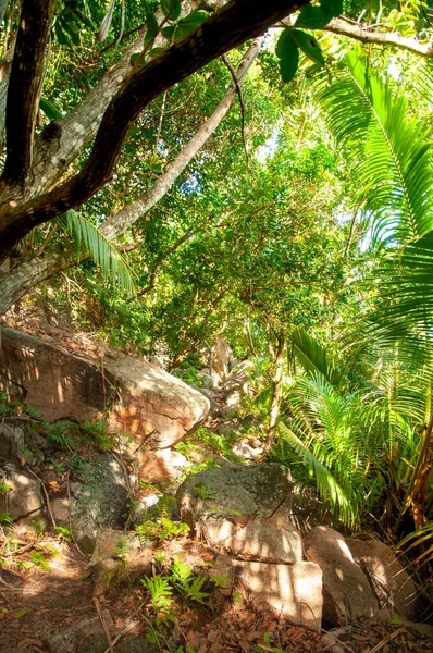 Vista Panorámica Densa Selva Tropical Verde Desierto — Foto de Stock