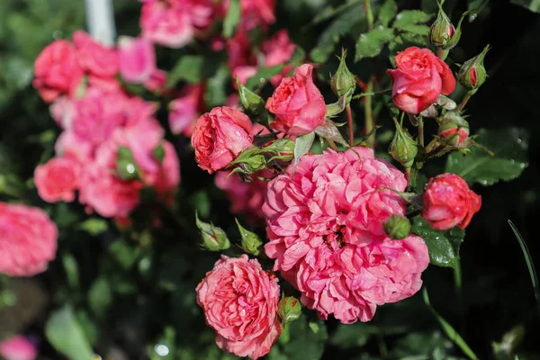 Красива Квітка Троянди Саду Після Дощу Мала Глибина Різкості — стокове фото