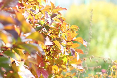Sarı ağaçlar ve güneşli güzel sonbahar manzarası. Parkta renkli yapraklar var. Düşen yapraklar doğal arkaplan