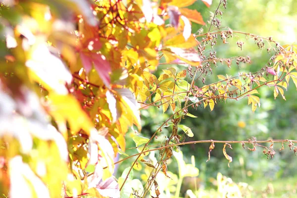 Schöne Herbstlandschaft Mit Gelben Bäumen Und Sonne Buntes Laub Park — Stockfoto