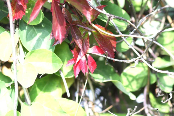 秋の日に女の子のブドウの葉 天然の紅葉の背景 — ストック写真