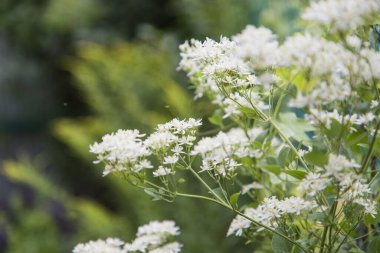 Yağmurdan sonra bahçede. Sığ alan derinliğine sahip seçici odak.