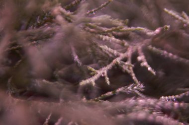 bahar, makro, arka plan, güzel, doğal, taze, yaz, çiçekler, bitki, çiçek, Güzellik, gıda, renk, çiçek, yaprak, sezon, yeşil, enginar, açık, Bahçe, kelebek, çevre, sabah, pembe