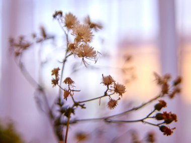 bahar, makro, arka plan, güzel, doğal, taze, yaz, çiçekler, bitki, çiçek, Güzellik, gıda, renk, çiçek, yaprak, sezon, yeşil, enginar, açık, Bahçe, kelebek, çevre, sabah, pembe