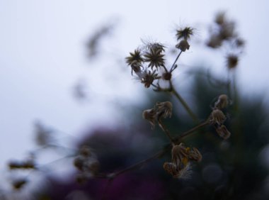 bahar, makro, arka plan, güzel, doğal, taze, yaz, çiçekler, bitki, çiçek, Güzellik, gıda, renk, çiçek, yaprak, sezon, yeşil, enginar, açık, Bahçe, kelebek, çevre, sabah, pembe