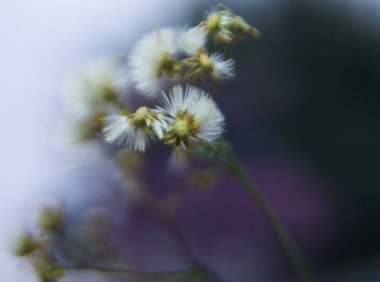 bahar, makro, arka plan, güzel, doğal, taze, yaz, çiçekler, bitki, çiçek, Güzellik, gıda, renk, çiçek, yaprak, sezon, yeşil, enginar, açık, Bahçe, kelebek, çevre, sabah, pembe
