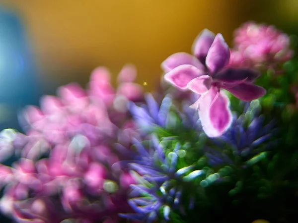 Tavaszi Makró Háttér Gyönyörű Természetes Friss Nyári Virágok Növény Virág — Stock Fotó