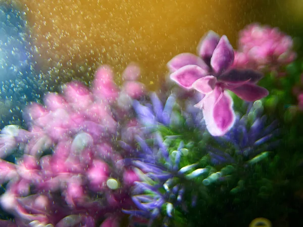 Tavaszi Makró Háttér Gyönyörű Természetes Friss Nyári Virágok Növény Virág — Stock Fotó