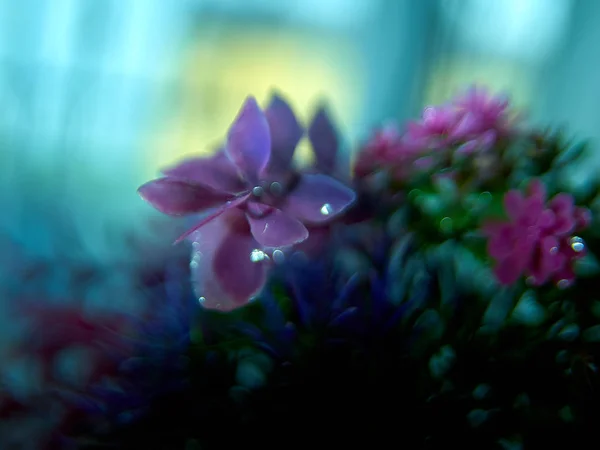 Wiosna Makro Tło Piękne Naturalne Świeże Lato Kwiaty Roślin Kwiat — Zdjęcie stockowe