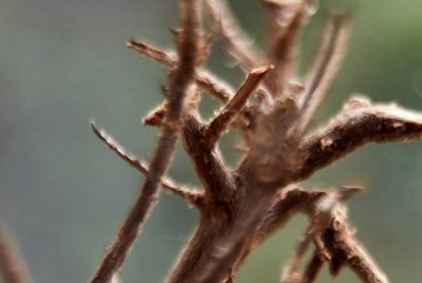 Flora makro fotoğraf