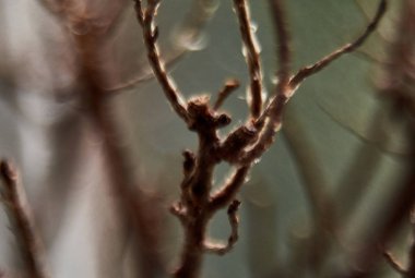 Flora makro fotoğraf