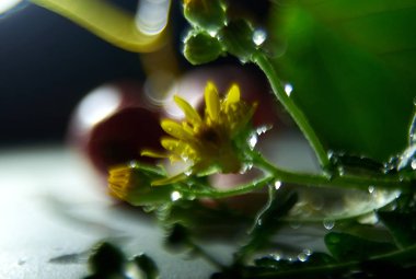 Flora makro fotoğraf