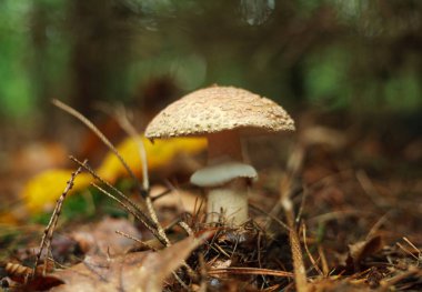 Zemin sonbahar orman portre içinde büyüyen mantar