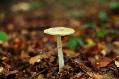 Zemin sonbahar orman portre içinde büyüyen mantar