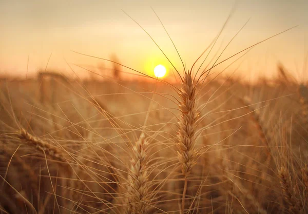 Buğday alan olgun tahıl ve günbatımı gökyüzü arka plan üzerinde kaynaklanıyor