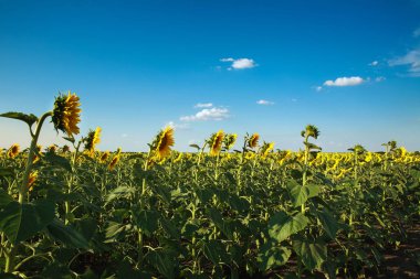 Ayçiçeği çiçekli bitkiler bir alan arka planda gökyüzü manzara