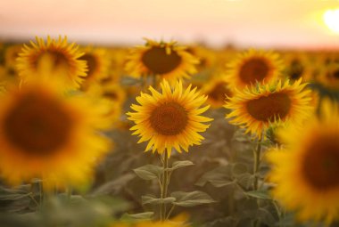 Ayçiçeği çiçekli bitkiler alan arka plan günbatımı gökyüzü manzara üzerinde