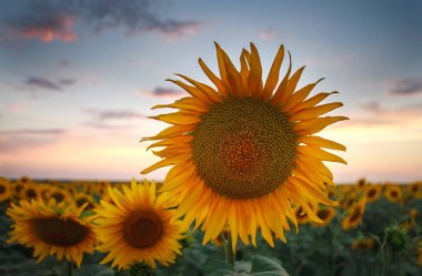 Ayçiçeği çiçekli bitkiler alan arka plan günbatımı gökyüzü manzara üzerinde