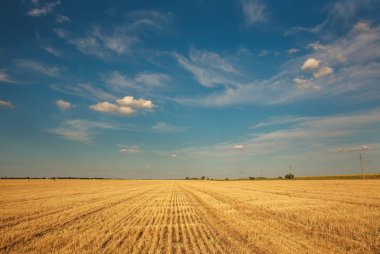 Üzerinde mavi bir gökyüzü bulutlu hasat buğday bir çiftlik alanının arka plan manzara