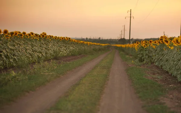 Strada Campagna Fioritura Campi Girasole Agricoltura Paesaggio Rurale — Foto Stock