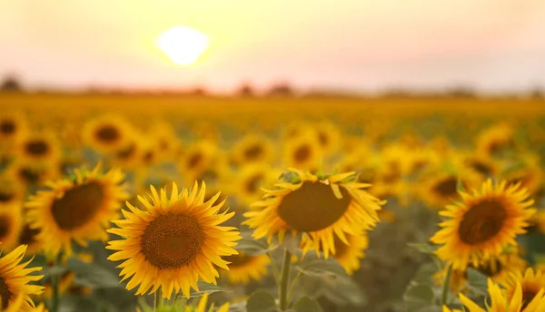 Girasoli Piante Fiore Uno Sfondo Campo Paesaggio Cielo Tramonto — Foto Stock