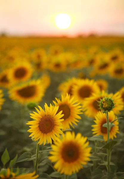 Girasoli Piante Fiore Uno Sfondo Campo Paesaggio Cielo Tramonto — Foto Stock