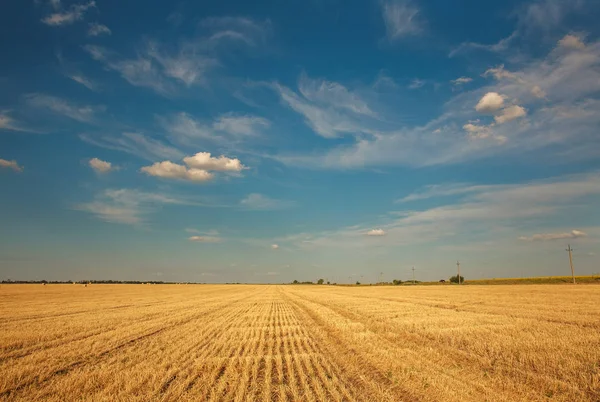 Üzerinde Mavi Bir Gökyüzü Bulutlu Hasat Buğday Bir Çiftlik Alanının — Stok fotoğraf