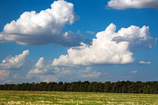 Árvores Fundo Céu Azul Com Nuvens — Fotografia de Stock