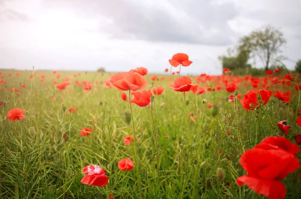 Field Wild Flowering Red Poppies Countryside Sky Background — Stock Photo, Image