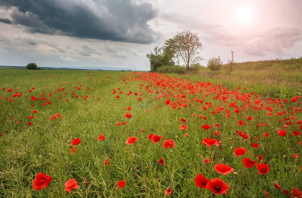 Feld Wild Blühender Roter Mohn Der Landschaft Himmel Hintergrund — Stockfoto