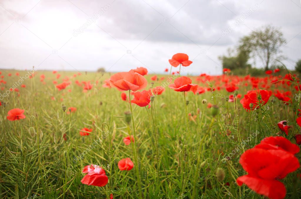Field of wild flowering red poppies in the countryside on the sky background