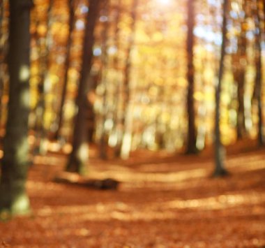 Gün batımında sonbahar ormanın bulanık bokeh arka plan