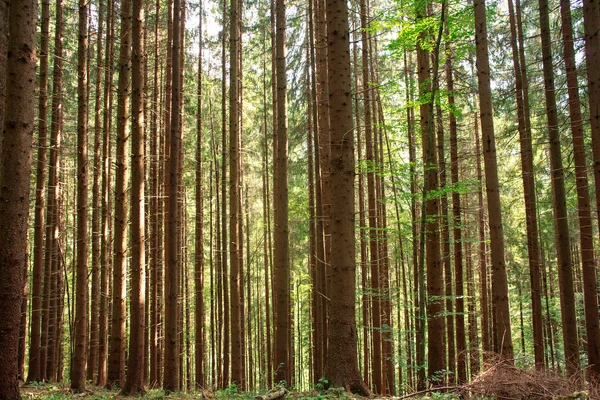 Alter Kiefernwald Baumstämme Naturhintergrund — Stockfoto