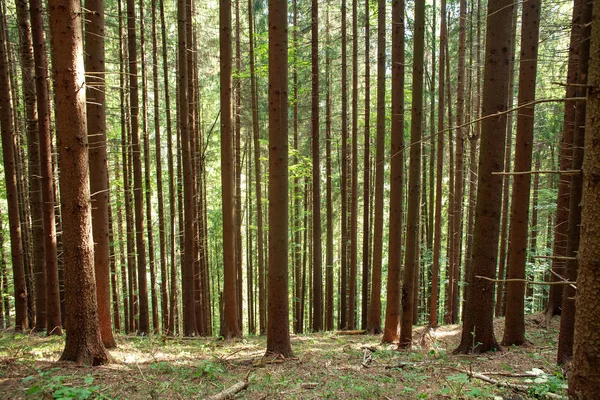 Alter Kiefernwald Baumstämme Naturhintergrund — Stockfoto