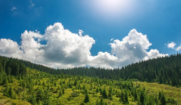 Зеленый Сосновый Лес Холме Голубым Небом Солнца — стоковое фото