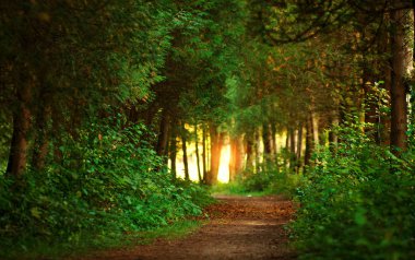 Günbatımı ışığı iğne yapraklı Botanik parkta yol iz