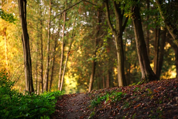 Camino Del Bosque Con Hojas Caídas Sobre Fondo Los Árboles —  Fotos de Stock