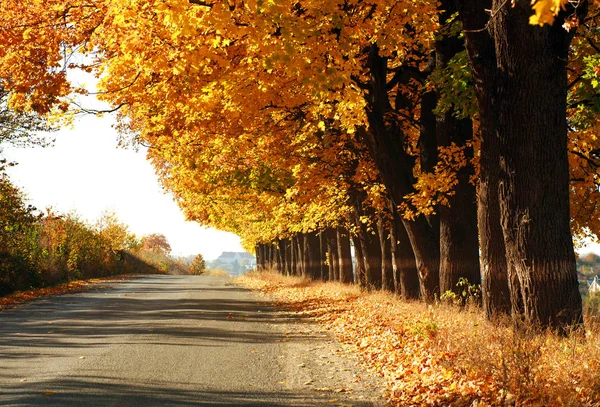 Árboles Amarillos Otoño Largo Carretera Asfaltada —  Fotos de Stock