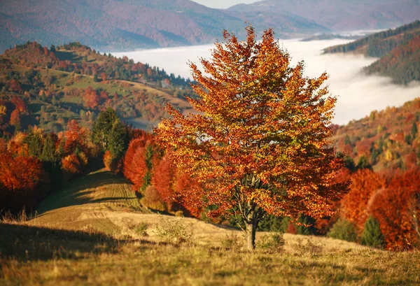 Herfst Bergen Vergeelde Bomen Velden Een Vallei Kleurrijk Landschap Schoonheid — Stockfoto