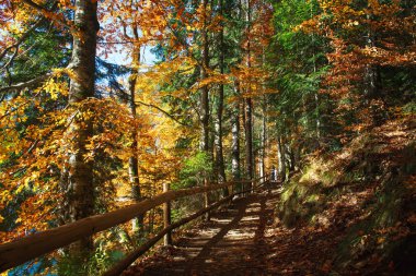 Sonbahar güneşte iğne yapraklı yaprak döken orman park yolundaki iz