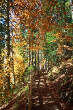 Sonbahar güneşte iğne yapraklı yaprak döken orman park yolundaki iz