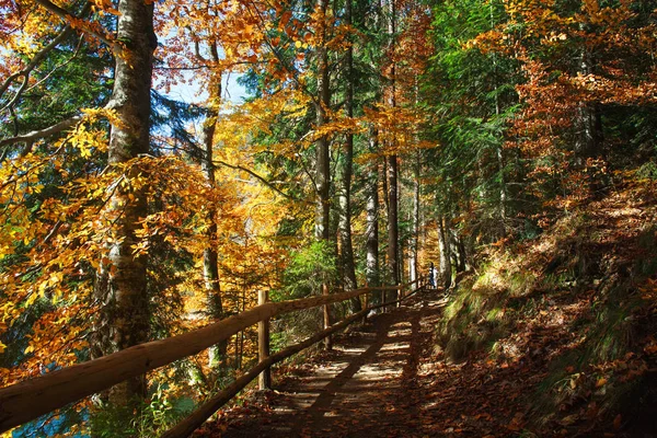 Sendero en el parque forestal de coníferas caducifolias en el sol de otoño —  Fotos de Stock